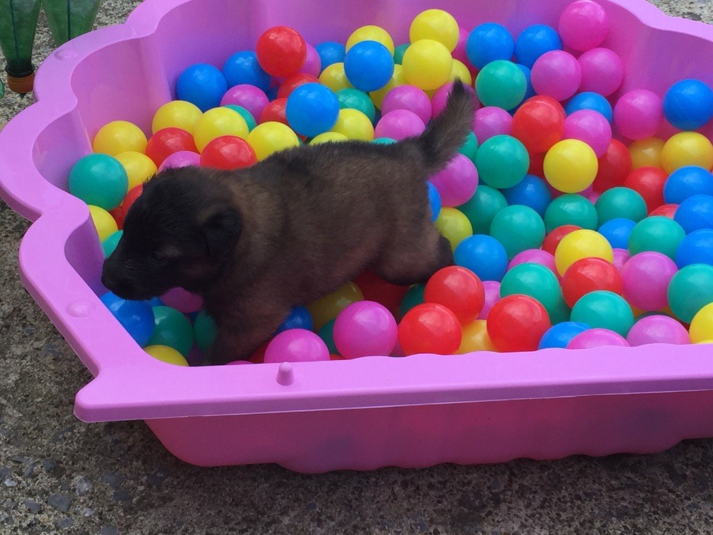 Fura Ducis - Chiots encore disponibles