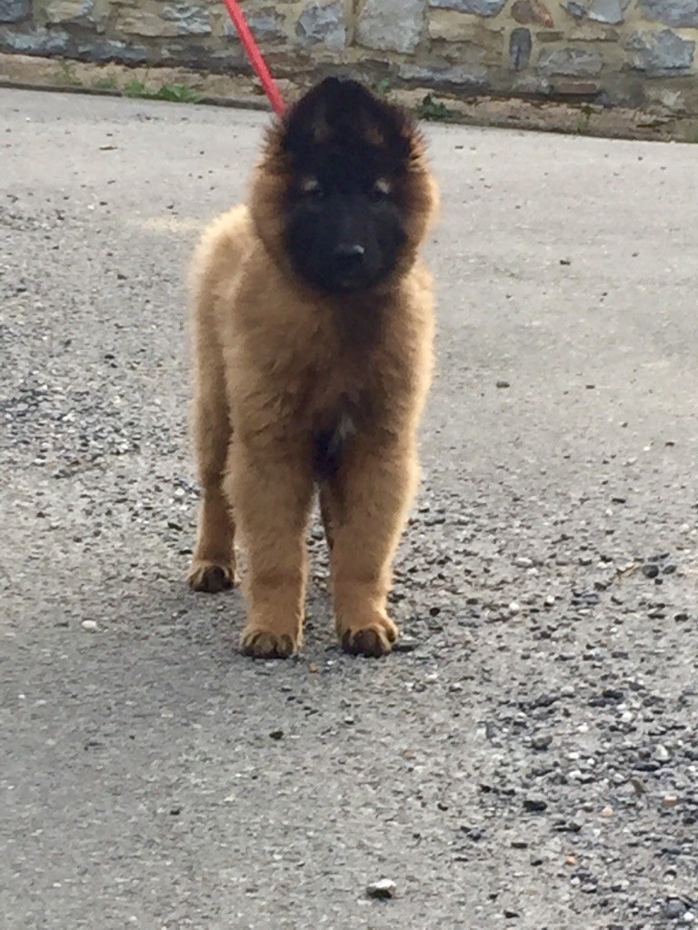Fura Ducis - Plus de chiot disponible